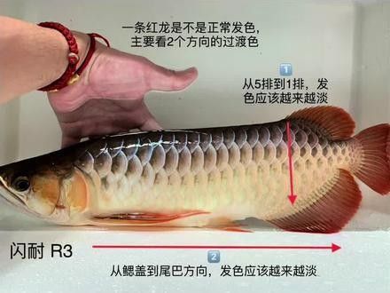 紅龍魚白缸和黑缸哪個更貴