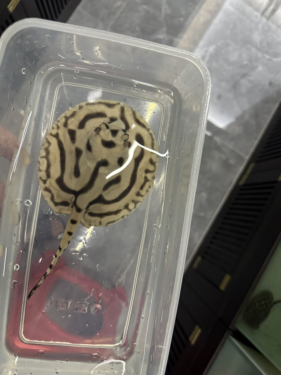 熊貓打包打包（熊貓的打包工作可能包括對(duì)熊貓的保護(hù)意識(shí)的宣傳和教育） 熊貓打包打包（熊貓的打包工作可能包括對(duì)熊貓的保護(hù)意識(shí)的宣傳和教育） 龍魚論壇 第1張