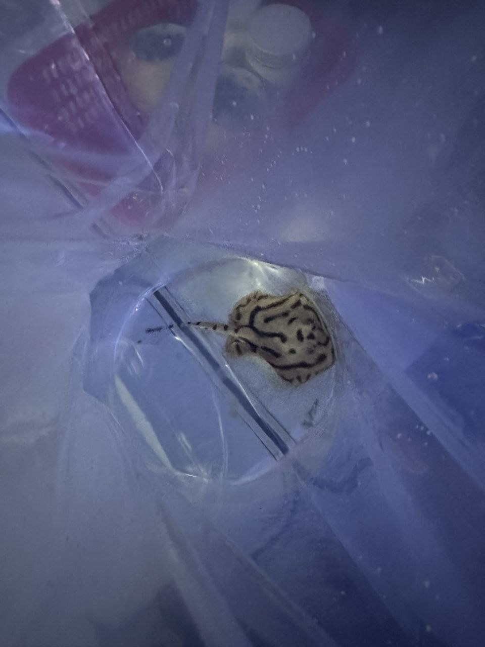 熊貓打包打包（熊貓的打包工作可能包括對(duì)熊貓的保護(hù)意識(shí)的宣傳和教育） 熊貓打包打包（熊貓的打包工作可能包括對(duì)熊貓的保護(hù)意識(shí)的宣傳和教育） 龍魚論壇 第2張