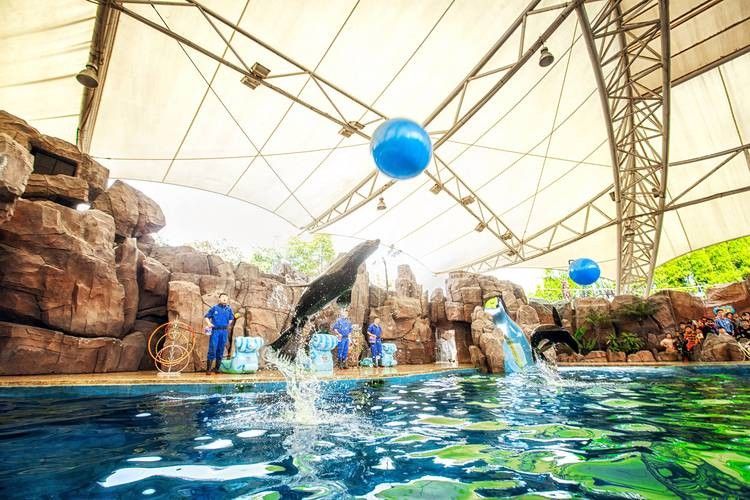 江城哪個水族館龍魚好？祥龍魚場龍魚 江城哪個水族館龍魚好？祥龍魚場龍魚 龍魚百科 第4張