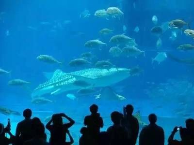 廣州最大的水族館是哪個（廣州最大的水族館是哪里？）