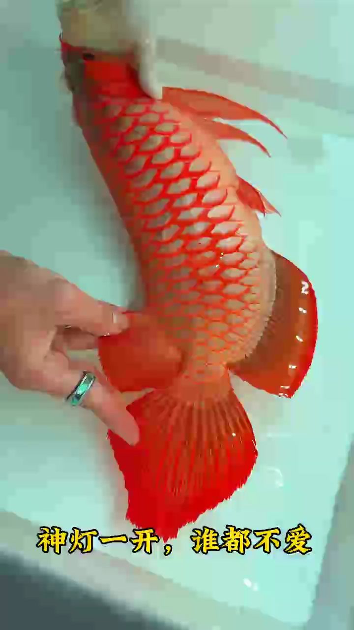 愛(ài)美之心，人皆有之，給我的超冠F2也開(kāi)個(gè)神燈臭美一下吧?? 論大體型、硬骨骼、正紅發(fā)色還得是超冠F2[得意]
蘇呵德?tīng)柡佑颉f(wàn)隆天王超冠F2血統(tǒng)
印尼????蘇呵德?tīng)柤t龍魚(yú)三大特點(diǎn)：
1??體型大
2??鯁骨硬
3??發(fā)色紅
#萬(wàn)隆天王紅龍 #龍魚(yú) #紅龍 #觀賞魚(yú)（萬(wàn)隆天王超冠f2龍魚(yú)的三大特點(diǎn)）