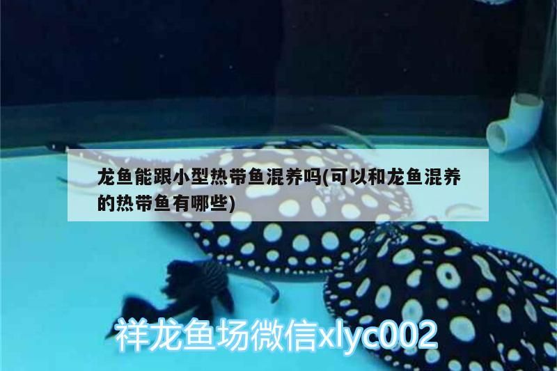 龍魚能跟小型熱帶魚混養(yǎng)嗎(可以和龍魚混養(yǎng)的熱帶魚有哪些)（龍魚能跟小型熱帶魚混養(yǎng)嗎）