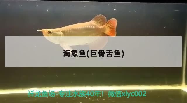 海象魚(巨骨舌魚)（巨骨舌魚的飼養(yǎng)方法）