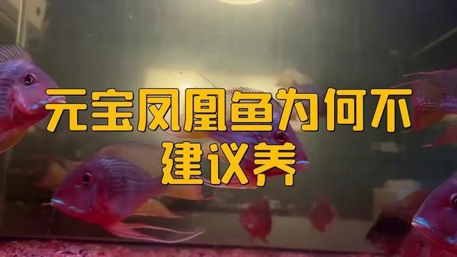 元寶鳳凰魚多久換一次水？（元寶鳳凰魚多久換一次水）