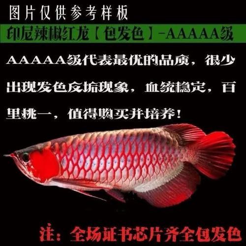 給我一張大湖紅龍魚的圖片（大湖紅龍魚的飼養(yǎng)方法）