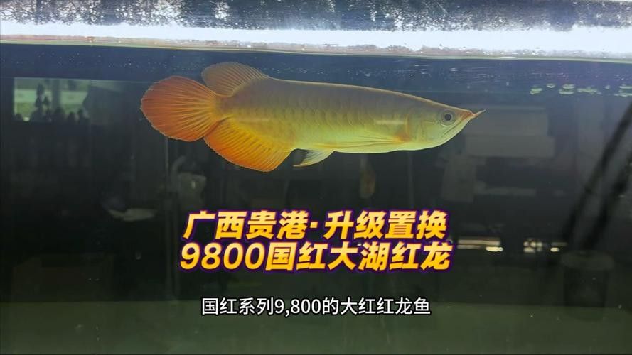 給我一張大湖紅龍魚的圖片（大湖紅龍魚的飼養(yǎng)方法）
