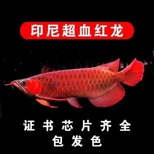 給我一張大湖紅龍魚的圖片（大湖紅龍魚的飼養(yǎng)方法）