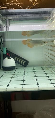 給我一張大湖紅龍魚的圖片（大湖紅龍魚的飼養(yǎng)方法）