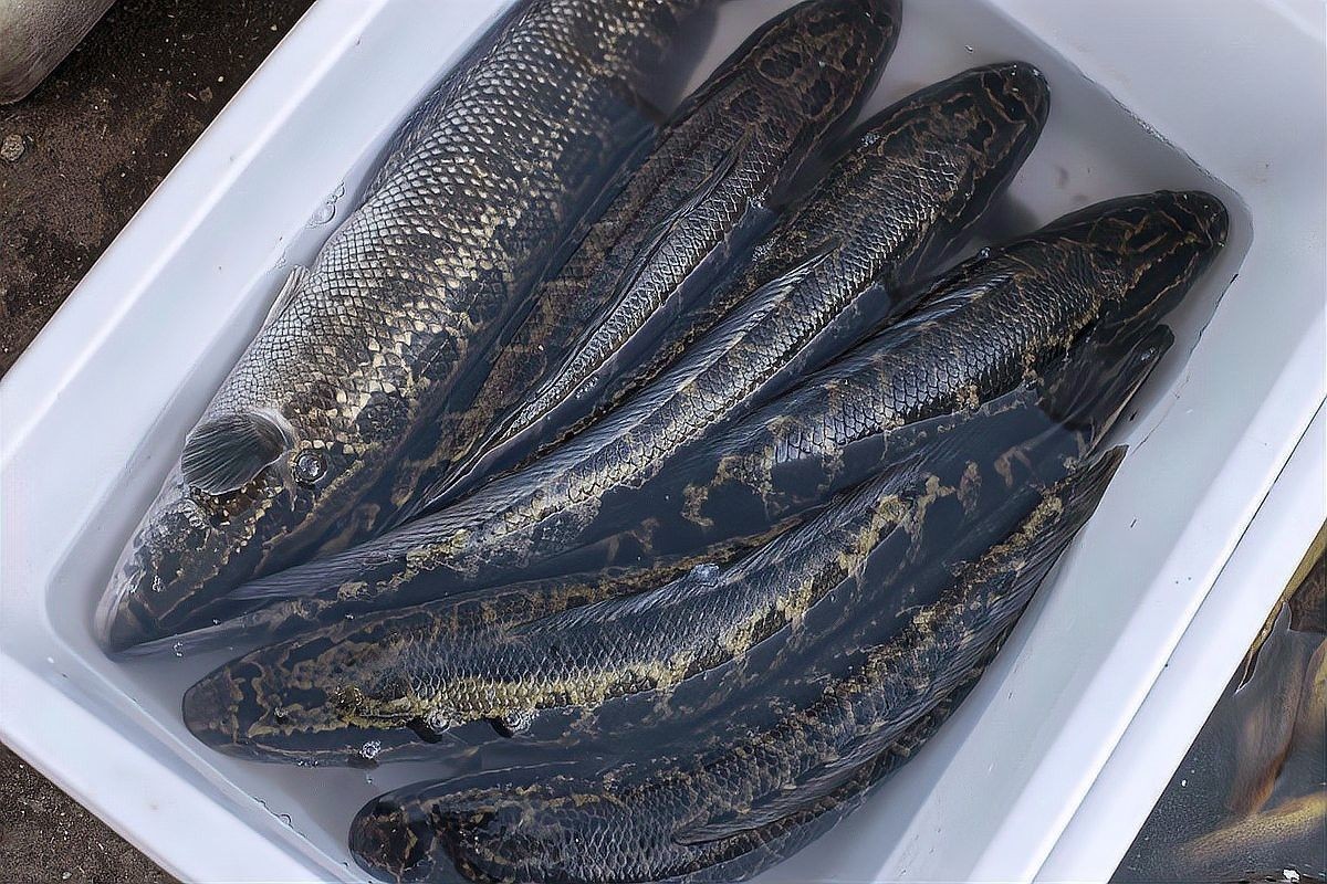 金龍魚和黑魚打架時，誰更占優勢（金龍魚和黑魚在打架時誰更占優勢？）