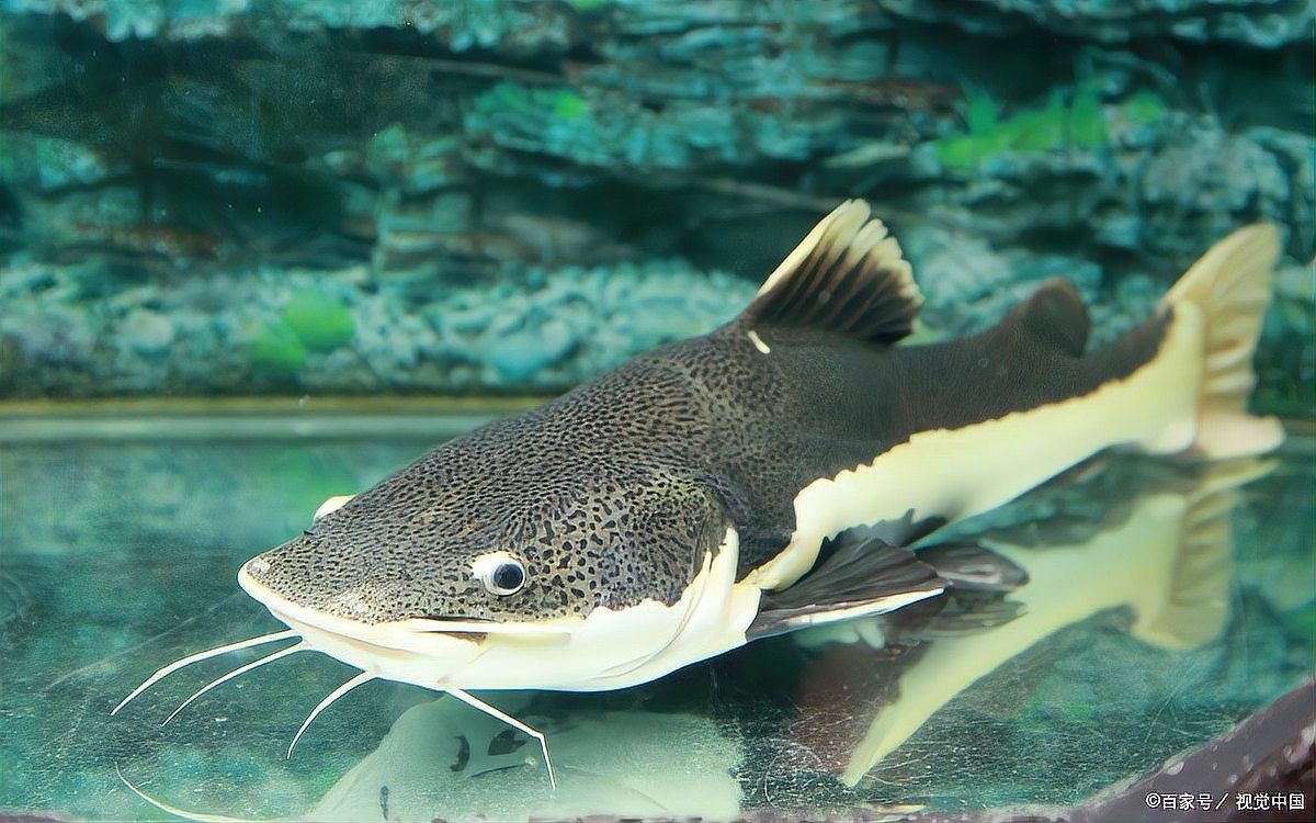 金龍魚和黑魚打架時，誰更占優勢（金龍魚和黑魚在打架時誰更占優勢？）