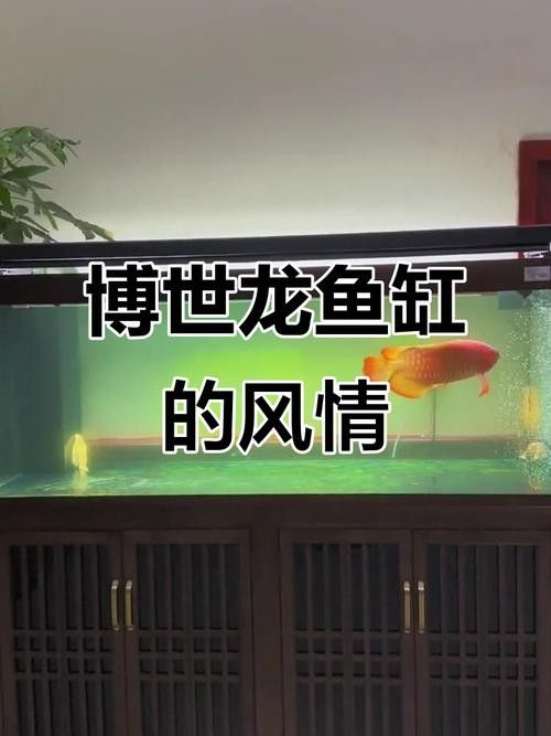 博世龍魚缸的價格范圍（博世龍魚缸價格、批發(fā)報價、價格大全） 博世龍魚缸的價格范圍（博世龍魚缸價格、批發(fā)報價、價格大全） 龍魚百科 第3張