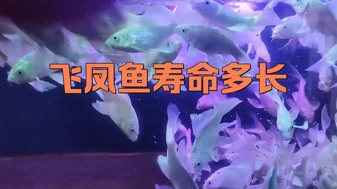 飛鳳魚吸鱗怎么辦（飛鳳魚吸鱗是疾病嗎） 飛鳳魚吸鱗怎么辦（飛鳳魚吸鱗是疾病嗎） 龍魚百科 第3張