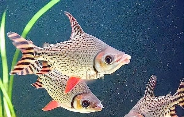 飛鳳魚吸鱗怎么辦（飛鳳魚吸鱗是疾病嗎） 飛鳳魚吸鱗怎么辦（飛鳳魚吸鱗是疾病嗎） 龍魚百科 第5張