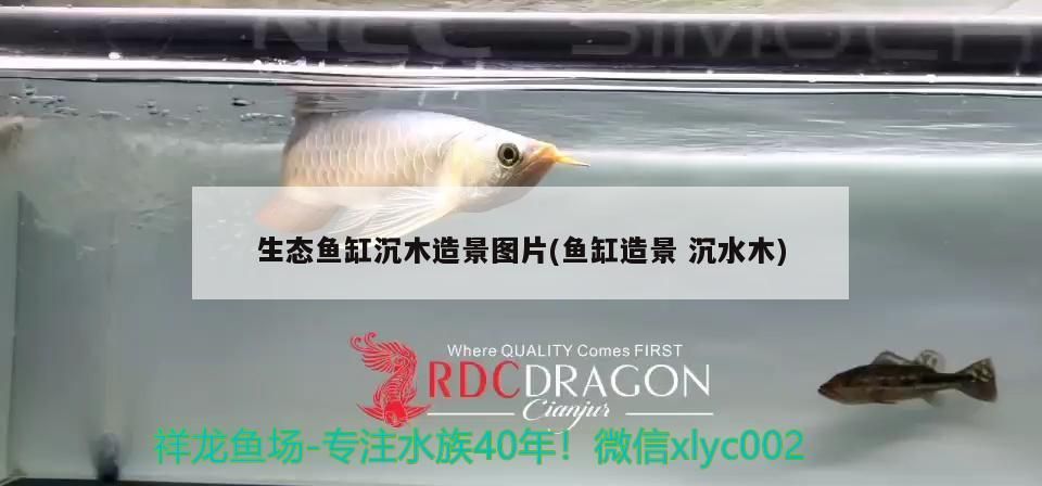 生態魚缸沉木造景圖片(魚缸造景沉水木)（生態魚缸沉木造景的第一步，生態魚缸造景的第一步）