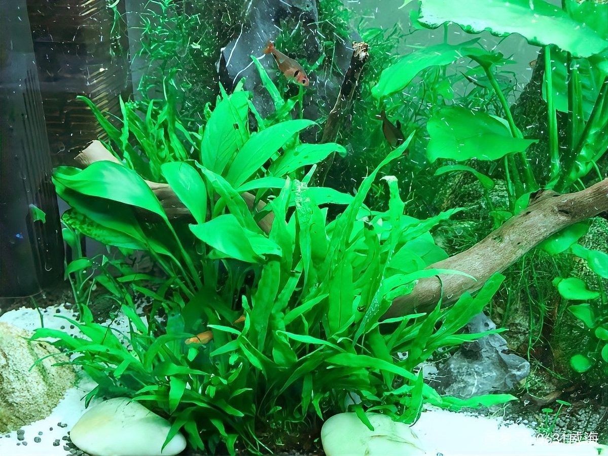 不開燈會影響龍魚健康嗎？（不開燈會影響龍魚健康嗎不開燈會影響龍魚健康嗎）
