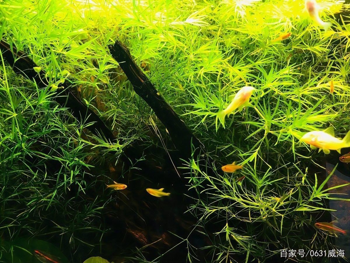 不開燈會影響龍魚健康嗎？（不開燈會影響龍魚健康嗎不開燈會影響龍魚健康嗎）