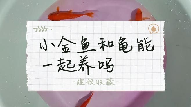 草龜和金魚混養的最佳搭配（草龜與金魚混養時，有幾個關鍵因素需要考慮）