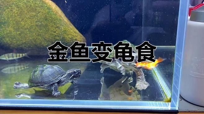 草龜和金魚混養的最佳搭配（草龜與金魚混養時，有幾個關鍵因素需要考慮）
