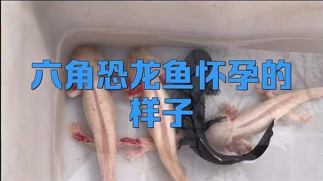 六角恐龍魚繁殖期有哪些行為（六角恐龍魚在繁殖期的主要行為特征） 六角恐龍魚繁殖期有哪些行為（六角恐龍魚在繁殖期的主要行為特征） 龍魚百科 第1張