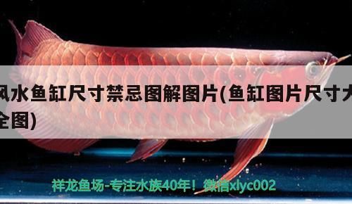 如何聯系和興紅龍官方認證？，和興紅龍官方認證有哪些類型？ 如何聯系和興紅龍官方認證？，和興紅龍官方認證有哪些類型？ 龍魚百科 第1張