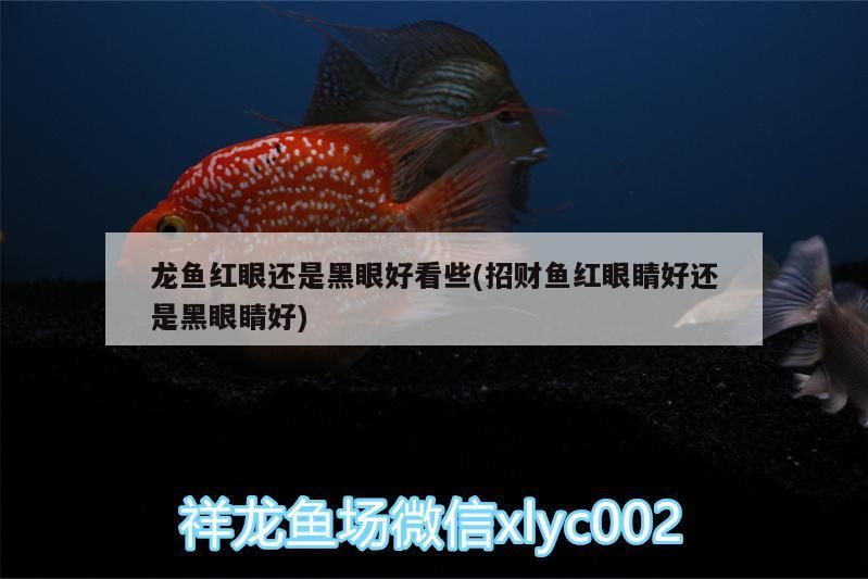 龍魚紅眼還是黑眼好看些(招財魚紅眼睛好還是黑眼睛好)（龍魚紅眼好看還是黑眼好看）
