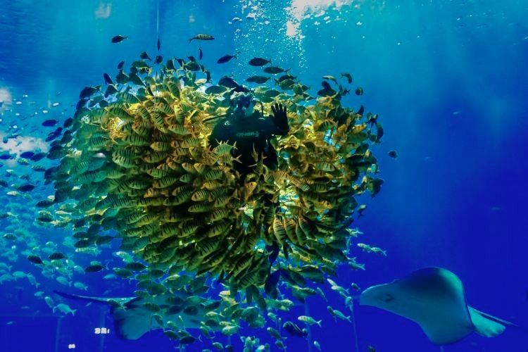南寧市還有哪些與龍魚相關的場所（南寧市的龍魚文化）