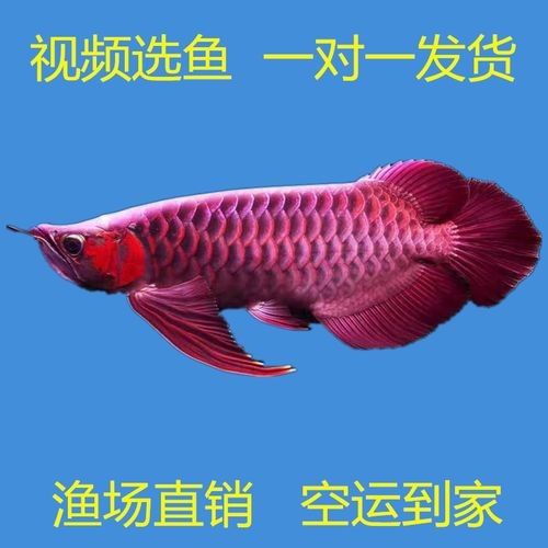 給我高清大圖的辣椒紅龍魚圖片（關(guān)于辣椒紅龍魚的圖片）