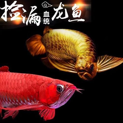 給我高清大圖的辣椒紅龍魚圖片（關(guān)于辣椒紅龍魚的圖片）