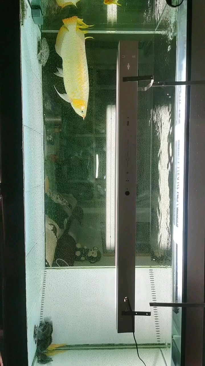 養廢了（jonyu評論：養廢了，本文探討了“養廢了”這一現象） 養廢了（jonyu評論：養廢了，本文探討了“養廢了”這一現象） 龍魚論壇