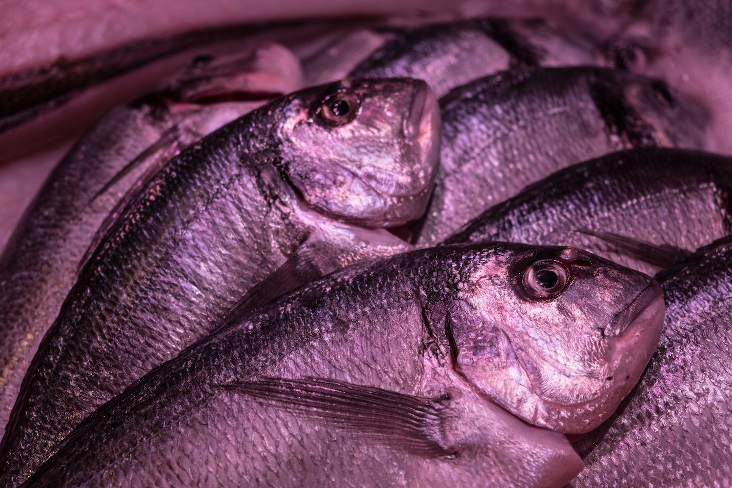 白色觀賞魚圖片及名稱介紹（白色的觀賞魚魚圖片及名稱）（白色觀賞魚圖片及名稱介紹，）