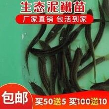 南京龍魚寄養有哪些套餐？（南京龍魚寄養服務） 南京龍魚寄養有哪些套餐？（南京龍魚寄養服務） 龍魚百科 第3張