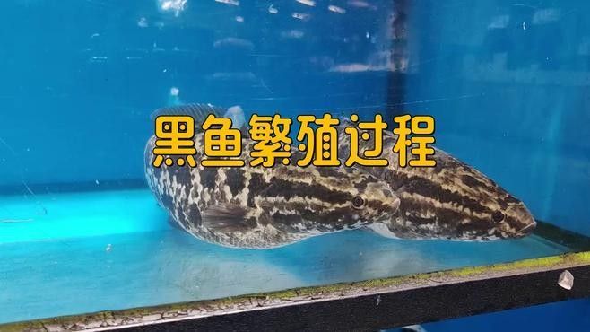 黑魚在魚缸中如何繁殖？（在魚缸中繁殖黑魚的方法主要涉及以下幾個步驟和注意事項(xiàng)）