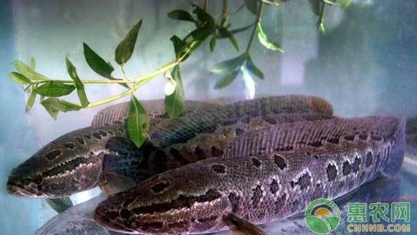 黑魚在魚缸中如何繁殖？（在魚缸中繁殖黑魚的方法主要涉及以下幾個步驟和注意事項(xiàng)）