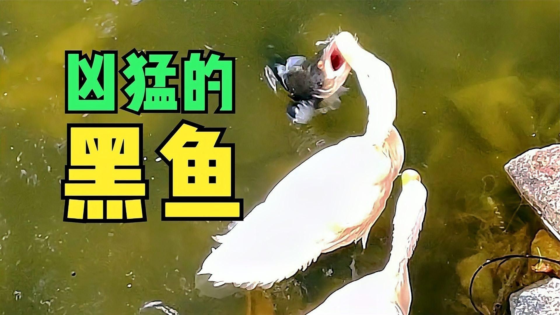 黑魚在魚缸中如何繁殖？（在魚缸中繁殖黑魚的方法主要涉及以下幾個步驟和注意事項(xiàng)）