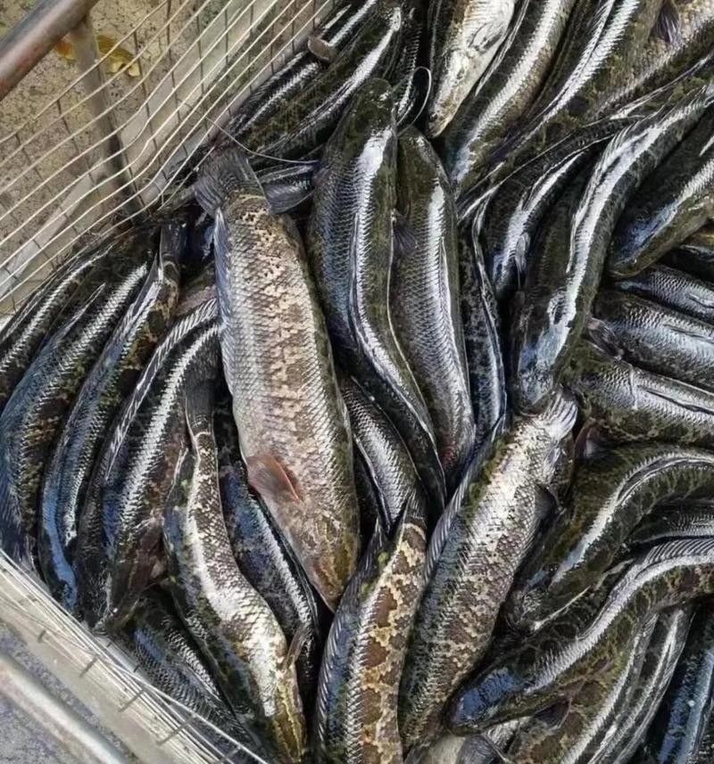 黑魚在魚缸中如何繁殖？（在魚缸中繁殖黑魚的方法主要涉及以下幾個步驟和注意事項(xiàng)）