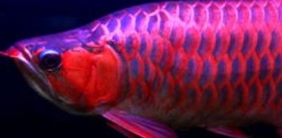 紅龍魚公母發(fā)色有何差異（廣州龍魚祥龍魚祥龍魚場(chǎng)紅龍魚公母發(fā)色順序圖解） 紅龍魚公母發(fā)色有何差異（廣州龍魚祥龍魚祥龍魚場(chǎng)紅龍魚公母發(fā)色順序圖解） 龍魚百科 第12張
