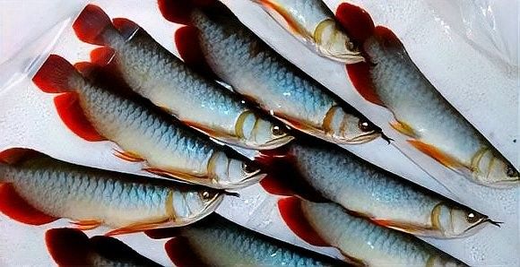 如何預防紅龍魚鱗片發黑？（如何預防紅龍魚鱗片發黑）