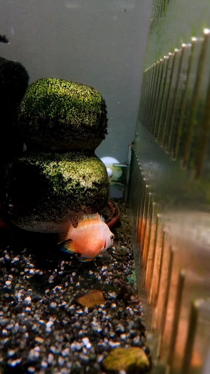 迷你鸚鵡母魚，算頂級貨嗎（迷你鸚鵡母魚屬于頂級貨嗎？）
