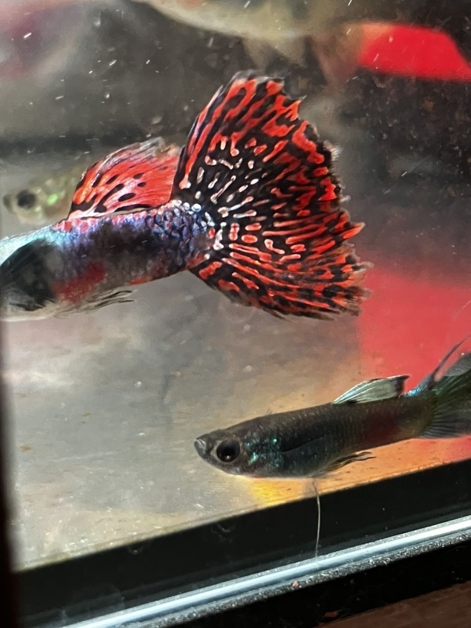 可以(ai在教育中的應用與挑戰,) 龍魚論壇 第3張 可以(ai在教育中的應用與挑戰,) 可以(ai在教育中的應用與挑戰,) 龍魚論壇 第3張