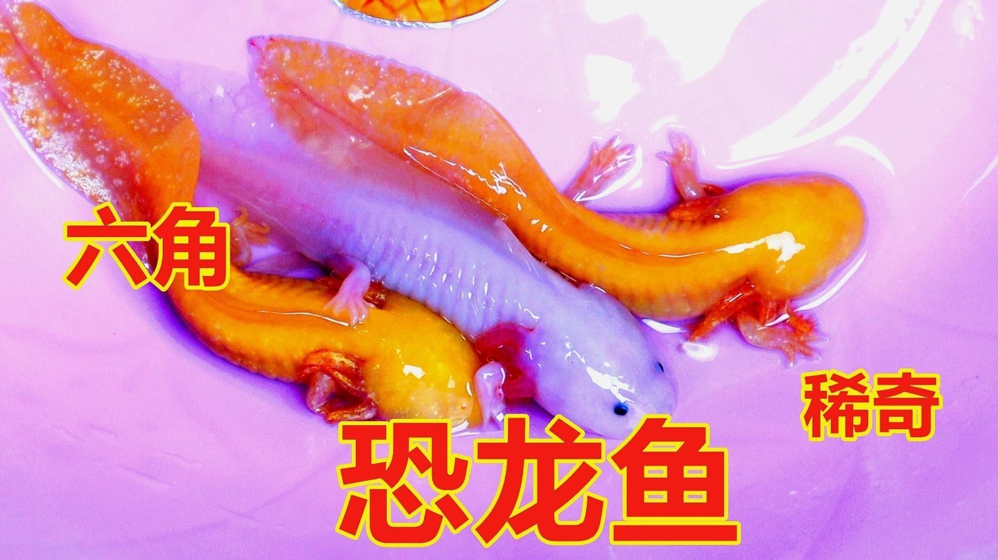 如何飼養(yǎng)白化恐龍魚？（如何飼養(yǎng)白化恐龍魚的詳細(xì)指南）