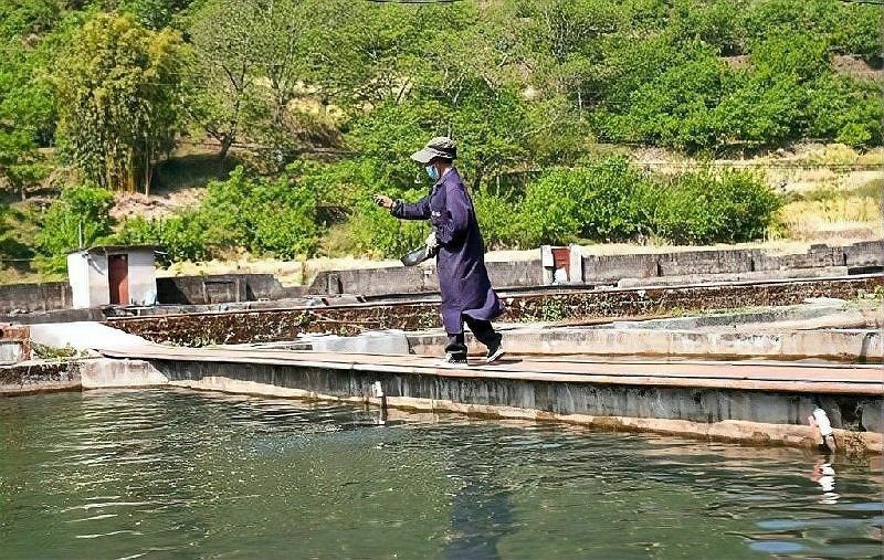 攀枝花有哪些冷水魚商家（四川攀枝花地區的冷水魚商家及產業信息綜合自企業注冊新聞報道）