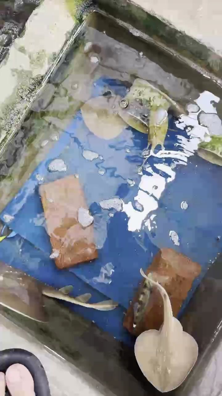 考考你們認識多少種海洋生物（保護海洋生物的重要性）