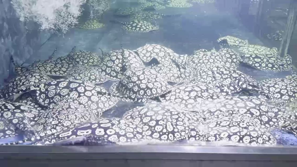 新一輪小魚要來了（新一輪小魚即將到來）