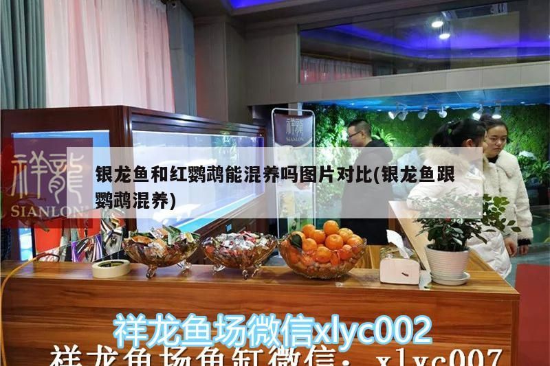 銀龍魚和紅鸚鵡能混養嗎圖片對比(銀龍魚跟鸚鵡混養)（銀龍魚和紅鸚鵡能混養嗎）