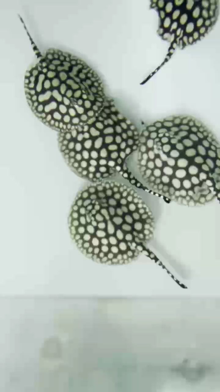 男神小魚必須要滿（blazers17評(píng)論：男神小魚必須要滿）