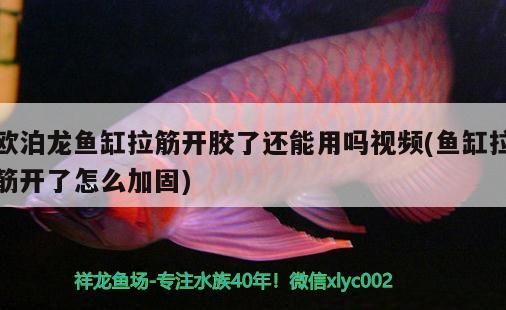 歐泊龍魚缸拉筋開膠了還能用嗎視頻(魚缸拉筋開了怎么加固)（歐泊龍魚缸拉筋開膠了還能用嗎）