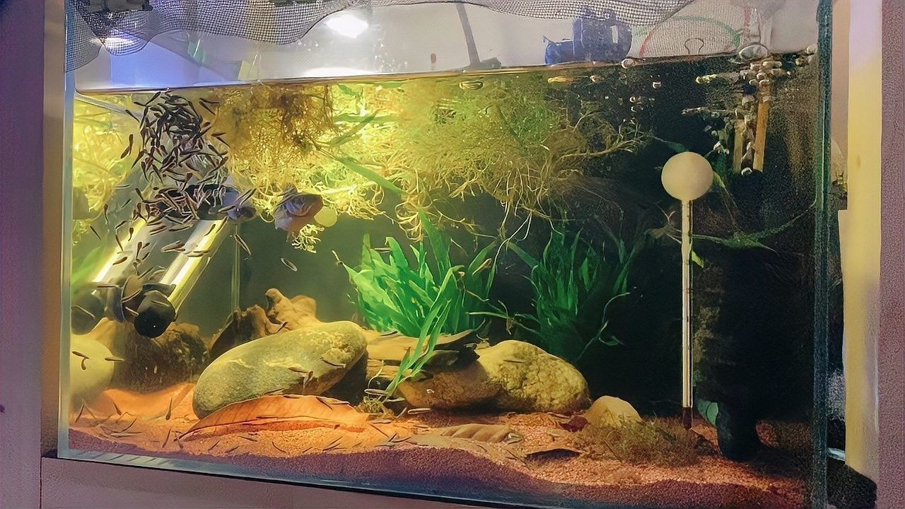 雷龍魚有哪些獨特的繁殖方式（雷龍魚的繁殖方式）
