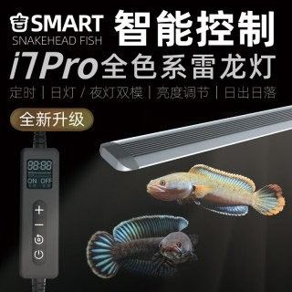 龍魚側(cè)燈需要多大的功率（燈光原來(lái)這么重要,不要?dú)Я四慵引堲~!） 龍魚側(cè)燈需要多大的功率（燈光原來(lái)這么重要,不要?dú)Я四慵引堲~!） 龍魚百科 第7張