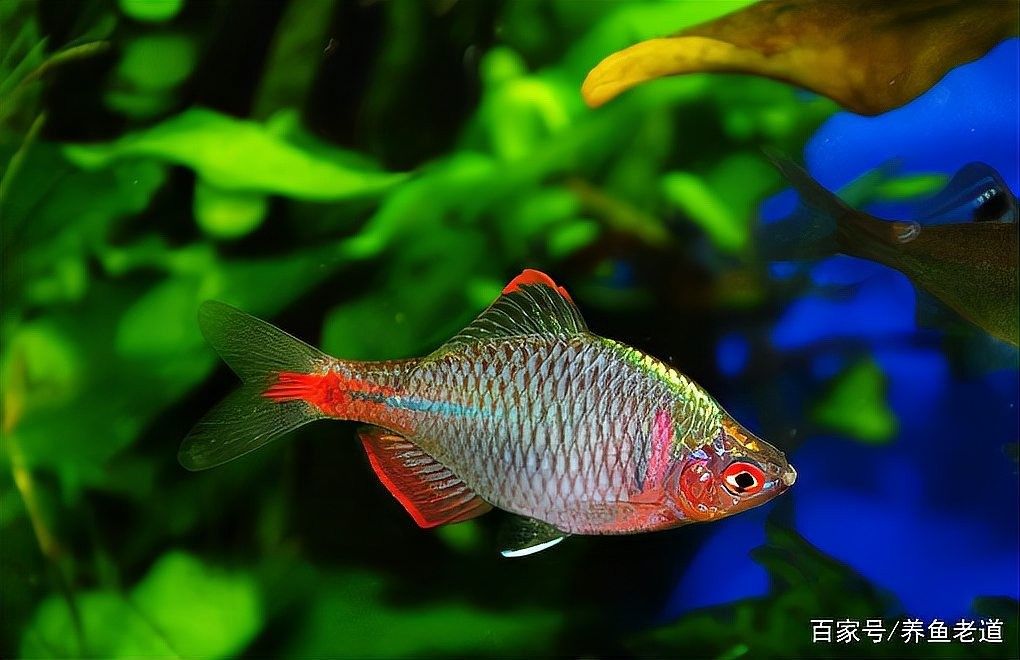 紅龍魚泡藥后多久會恢復(fù)（紅龍魚泡藥后多久會恢復(fù)？）